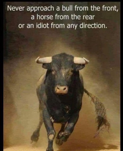 Funny bull refrigerator - bull,